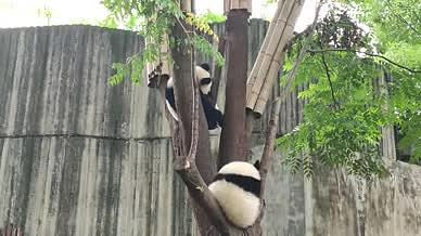 熊猫爬树游玩动物园拍摄视频的预览图